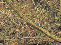 Cossypha natalensis natalensis