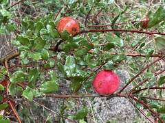 Andricus quercuscalifornicus