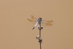 Orthetrum caledonicum