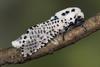 Wood Leopard Moth - Photo (c) Nikolai Vladimirov, some rights reserved (CC BY-NC), uploaded by Nikolai Vladimirov