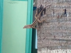 Anolis lineatopus