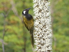 Nesoptilotis leucotis