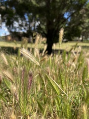 Hordeum