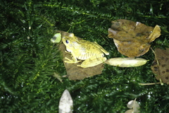 Boana platanera