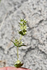 Gentianaceae