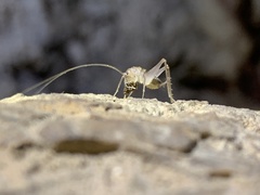 Ceuthophilus chiricahuae