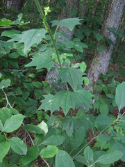 Arnoglossum atriplicifolium