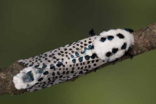 Wood Leopard Moth, photo 4 of 9