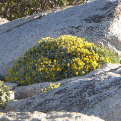 Ericameria cuneata macrocephala