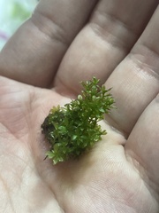 Hydrogonium bolleanum