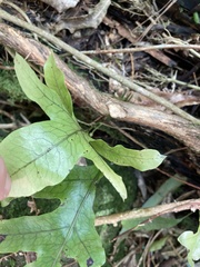 Microsorum pustulatum pustulatum