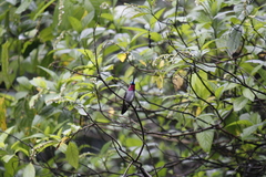 Heliomaster longirostris