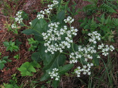 Parthenium integrifolium
