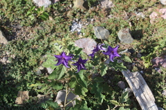 Solanum houstonii
