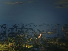 Jacana