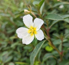Ludwigia adscendens