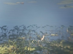 Jacana
