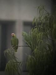 Amazona autumnalis