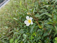Ludwigia adscendens