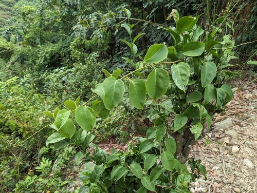 Celastrus kusanoi (Celastrus kusanoi)