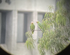 Amazona autumnalis