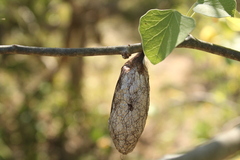 Rothschildia cinctus
