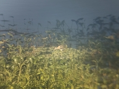 Jacana