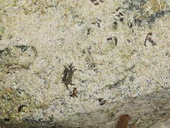 Pachygrapsus transversus