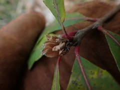 Andricus quercusfrondosus