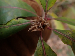 Andricus quercusfrondosus