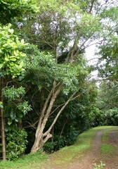Dodonaea viscosa viscosa