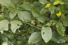 Loriotus luctuosus