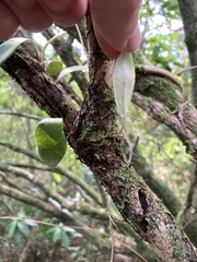 Pyrrosia eleagnifolia