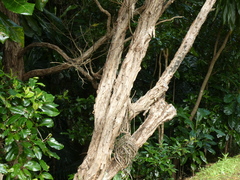 Dodonaea viscosa viscosa