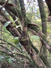 Pyrrosia eleagnifolia