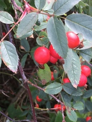 Rosa glauca