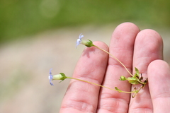 Comastoma