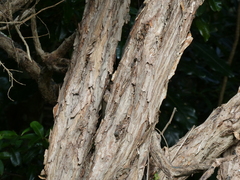 Dodonaea viscosa viscosa