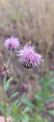 Cirsium arvense integrifolium