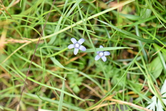 Comastoma