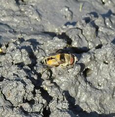 Palpada pusilla