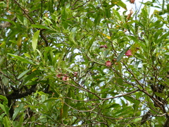 Dodonaea viscosa viscosa