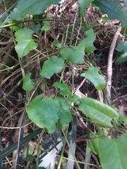 Muehlenbeckia australis