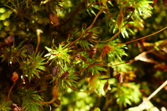 Polytrichadelphus magellanicus