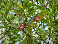 Dodonaea viscosa viscosa