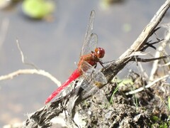 Rhodothemis lieftincki