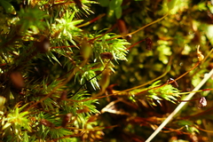 Polytrichadelphus magellanicus