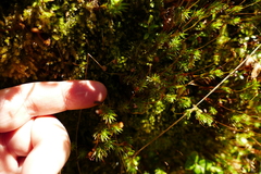 Polytrichadelphus magellanicus