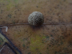 Acraspis quercushirta