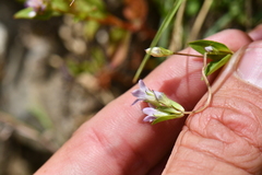 Gentianaceae